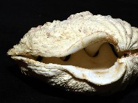 諾亞硨磲蛤藏品圖，第6張