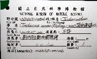 諾亞硨磲蛤藏品圖，第8張