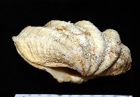 長硨磲蛤藏品圖，第1張