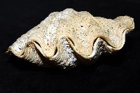 長硨磲蛤藏品圖，第2張