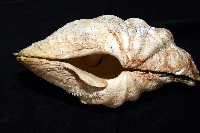 長硨磲蛤藏品圖，第3張