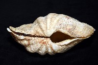 長硨磲蛤藏品圖，第4張