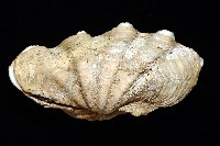 長硨磲蛤藏品圖，第5張