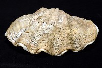 長硨磲蛤藏品圖，第6張