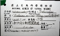 長硨磲蛤藏品圖，第8張