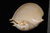 閃電椰子渦螺藏品圖，第2張