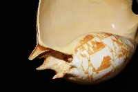 閃電椰子渦螺藏品圖，第3張