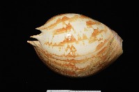 閃電椰子渦螺藏品圖，第4張