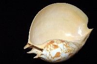 閃電椰子渦螺藏品圖，第7張