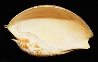 閃電椰子渦螺藏品圖，第10張