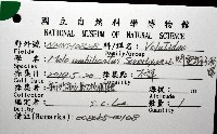 閃電椰子渦螺藏品圖，第12張