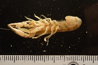 大指泥蝦藏品圖，第3張
