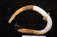 未知種管體星蟲藏品圖，第6張