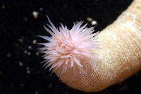 未知種管體星蟲藏品圖，第8張