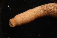 未知種管體星蟲藏品圖，第9張