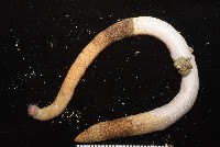 未知種管體星蟲藏品圖，第12張