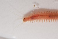 未知種沙蠶藏品圖，第4張