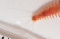 未知種沙蠶藏品圖，第5張
