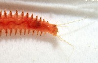 未知種沙蠶藏品圖，第6張