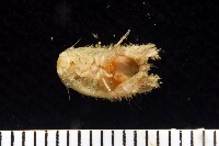 未知種團水虱藏品圖，第3張
