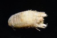 未知種團水虱藏品圖，第4張