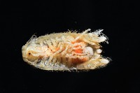 未知種團水虱藏品圖，第6張