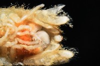未知種團水虱藏品圖，第7張