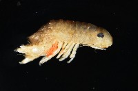 未知種團水虱藏品圖，第8張