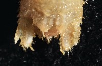 未知種團水虱藏品圖，第10張
