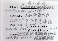 未知種團水虱藏品圖，第12張