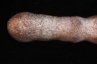 沙港章魚(新種)藏品圖，第2張