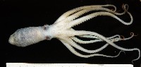 沙港章魚(新種)藏品圖，第5張
