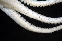 沙港章魚(新種)藏品圖，第6張