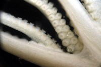 沙港章魚(新種)藏品圖，第8張