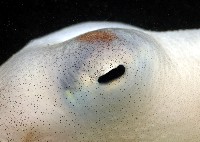 沙港章魚(新種)藏品圖，第9張