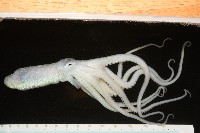 沙港章魚(新種)藏品圖，第10張