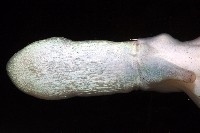 沙港章魚(新種)藏品圖，第11張