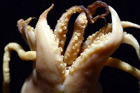 細腕(狹足)烏賊藏品圖，第3張