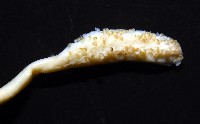 細腕(狹足)烏賊藏品圖，第5張