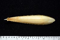細腕(狹足)烏賊藏品圖，第6張