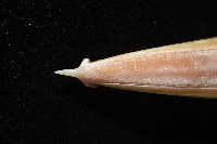 細腕(狹足)烏賊藏品圖，第7張