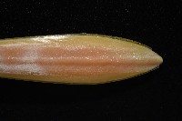 細腕(狹足)烏賊藏品圖，第8張
