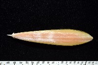 細腕(狹足)烏賊藏品圖，第9張