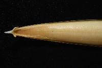 細腕(狹足)烏賊藏品圖，第10張