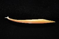 細腕(狹足)烏賊藏品圖，第11張