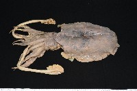 白斑烏賊藏品圖，第4張