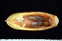 白斑烏賊藏品圖，第6張