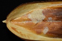 白斑烏賊藏品圖，第7張