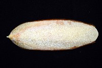 白斑烏賊藏品圖，第8張