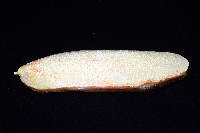 白斑烏賊藏品圖，第9張